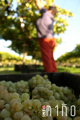 COMEZA A VENDIMA 2011-VAL MIÑOR FOTOGRAFÍA DE INFOMIÑO.COM