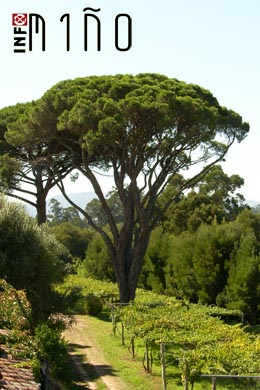 COMEZA A VENDIMA 2011-QUINTA COUSELO FOTOGRAFÍA DE INFOMIÑO.COM