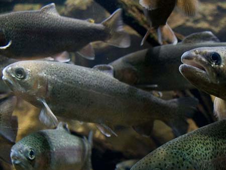 AQUAMUSEU DO RÍO MINHO