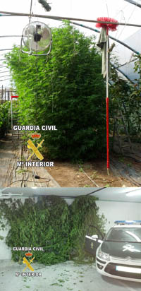 La Guardia Civil imputa a cuatro personas por dedicarse al cultivo de marihuana