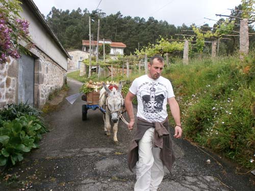 A recollida do millo polas casas do lugar, celebrarase o sábado 1 de xuño coa axuda dun burro