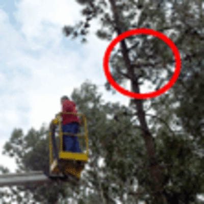 ESPECIAL - RESCATE FELINO A MS DE 10 METROS DE ALTURA EN O ROSAL