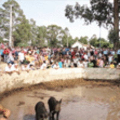 SABORES SERRANOS ? AS DELCIAS E A PEGA DO PORCO O 27 DE MAIO EN VALENCA DO MINHO