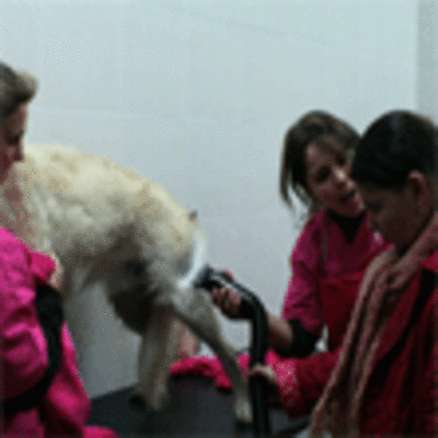 ESPECIAL - USUARIOS DO CENTRO SAN XEROME APRENDEN TECNICAS DE ASEADO DE CANS EN FRENCH CAN-CAN A GUARDA