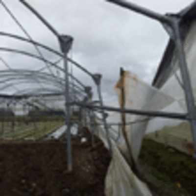 EL FUERTE VIENTO DEL TEMPORAL CAUSA DESPERFECTOS EN VARIOS INVERNADEROS DE O ROSAL