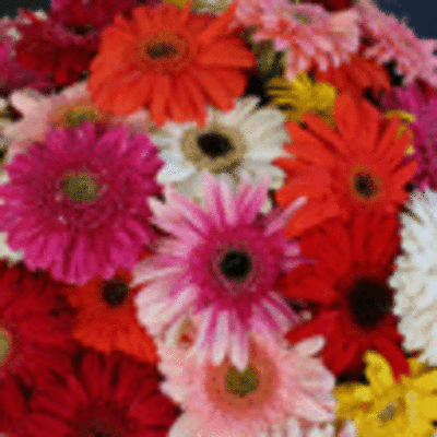 ESPECIAL - UN TOTAL DE 30 EXPOSITORES PARTICIPARON EN LA DCIMA MOSTRA DE CULTIVOS DO BAIXO MIO