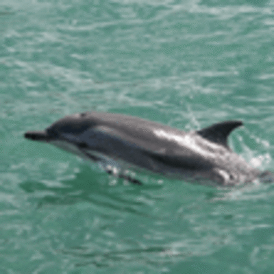 UN GOLFIO CAUSOU A ESPECTACIN DE CENTOS DE CURIOSOS NA PRAIA AREA GRANDE DE A GUARDA
