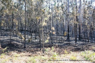 CONTROLADO UN NUEVO REBROTE DE INCENDIO ESTA MAANA EN COUSELO-O ROSAL