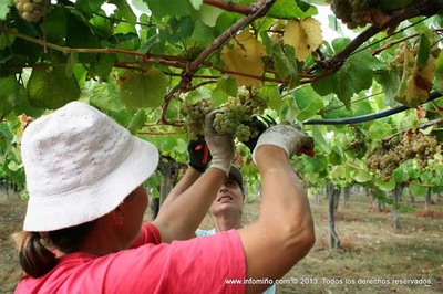 ESPECIAL - AS ADEGAS DA DO RAS BAIXAS ? SUBZONA DO ROSAL COMEZARON XA A CAMPAA DE VENDIMA 2013