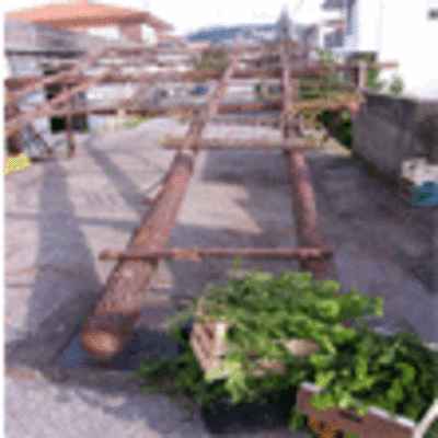 ESPECIAL -  XA SE COMEZOU A CONSTRUCCIN DO TRADICIONAL ARCO PARA AS FESTAS DA VIRXE DA SADE EN SAN XOAN DE TABAGON NO ROSAL