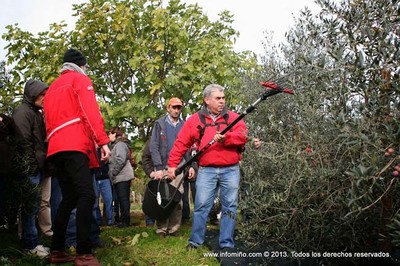 ESPECIAL - PLANTACIN DE OLIVOS EN TOMIO PARA FABRICAR EL NICO ACEITE DE OLIVA 100% GALLEGO
