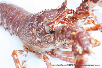 A FESTA DA LANGOSTA E DA COCIA MARIEIRA DECLARADA COMO FESTA DE INTERESE TURSTICO DE GALICIA 