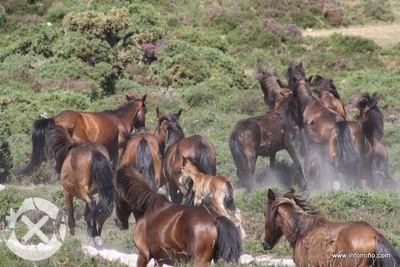 Oia acoge este domingo el Curro da Valga