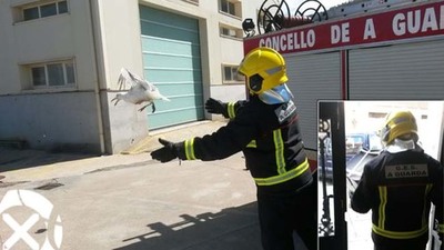 O GES DE A GUARDA RESCATA UNHA GAIVOTA QUE QUEDOU ATRAPADA NUN PATIO DE LUCES NO CASCO URBANO