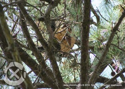 NOVO NIO DE VESPA VELUTINA LOCALIZADO NA GNDARA - A GUARDA