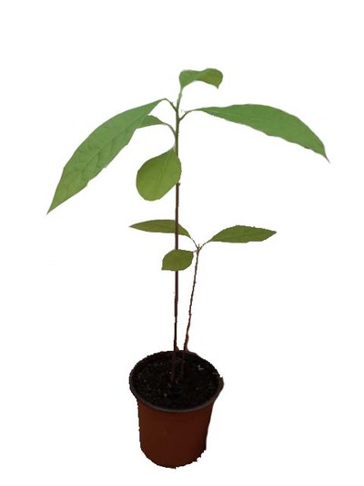 SERRA DARGA VAI SER ALVO DE UMA PLANTAO DE ESPCIES AUTCTONES -UM PARTICIPANTE, UMA RVORE-