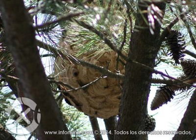 A XUNTA DISTRIBUIR AOS APICULTORES DAS ZONAS MIS AFECTADAS POLA VESPA VELUTINA TRAMPAS E LQUIDO ATRANTE