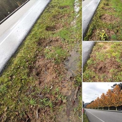 NOVO ROUBO DE ARBUSTOS NA PONTE INTERNACIONAL DE GOIN