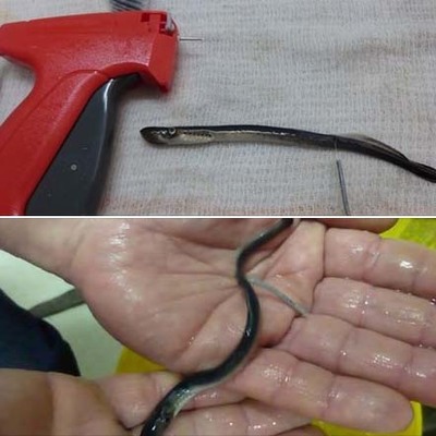 AQUAMUSEU SINALIZA 300 LAMPREIAS PARA CONHECER FASES DE DESENVOLVIMENTO 