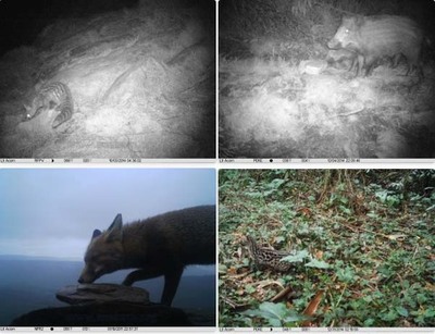 RECTA FINAL NO PROXECTO FOTOTRAMPEO BAIXO MIO