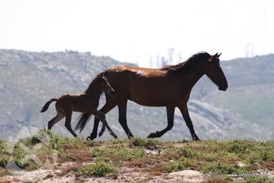 A COMUNIDADE DE MONTES DE SALCIDOS FELICITA  GES DE A GUARDA