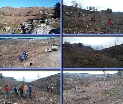 ESCOLARES DO ROSAL REFORESTAN O MONTE
