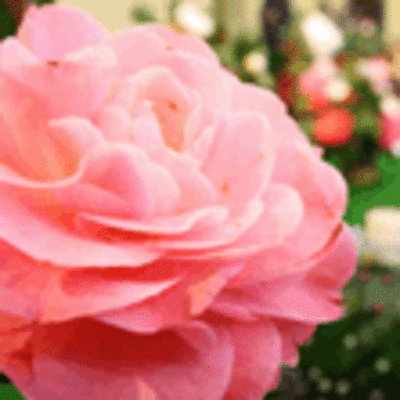 ESPECIAL - II CONCURSO EXPOSICIN DA CAMELIA TOMIO 2011