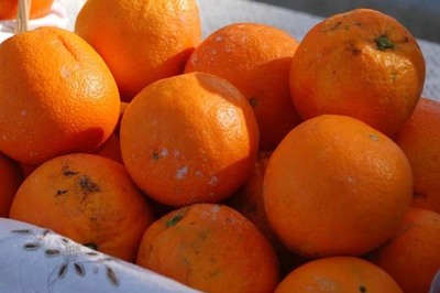 CAMINHA E VILA PRAIA DE NCORA ACOLHEM FEIRO DE CARNAVAL