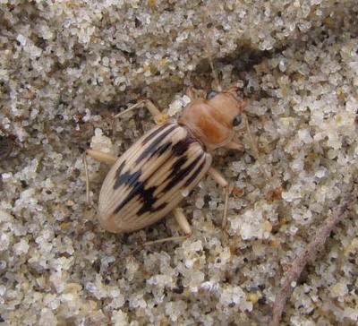 ANABAM SOLICITA PERMISO PARA LEVAR A CABO O SEU PROXECTO TRANSEURY