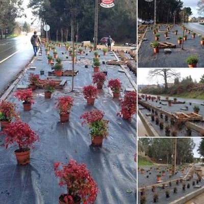 O PROXECTO CULTIVANDO PAISAXES SEGUE A SA TRAXECTORIA EN FORCADELA - TOMIO