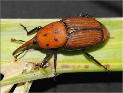 A ESTACIN FITOPATOLXICA DO AREEIRO CERTIFICA O BO ESTADO DE SADE DAS PALMEIRAS DA PRAZA DA INMACULADA DE TUI
