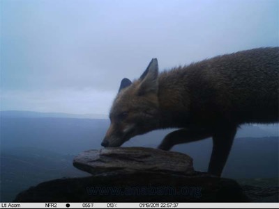 UN RAPOSO NO LOUSADO SEGUNDO CLASIFICADO NA CATEGORA EUROPEA DO V CONCURSO INTERNACIONAL DE FOTOTRAMPEO
