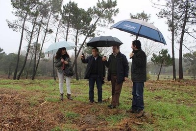 MATA NACIONAL DA GELFA EST A SER ALVO DA MAIOR INTERVENO DOS LTIMOS ANOS