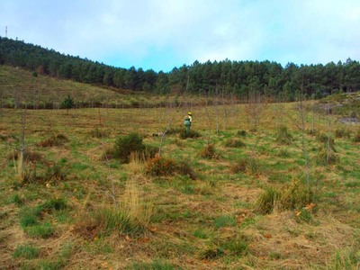 VALENA PROTEGE E VALORIZA A FLORESTA