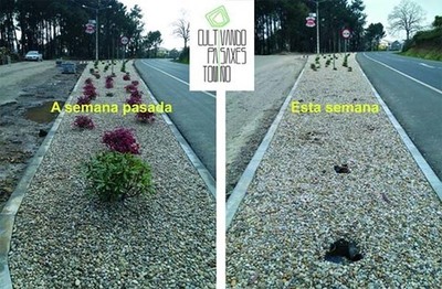 A FUNDACIN XAVIER POUSA PIDE A COLABORACIN DA CIDADANA ANTE OS REITERADOS ROUBOS DE PRANTAS DO PROXECTO -CULTIVANDO PAISAXES- EN TOMIO