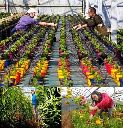 O CONCELLO DE TOMIO E ACUBAM CELEBRAN A 12 EDICIN DA MOSTRA DE CULTIVOS DO BAIXO MIO