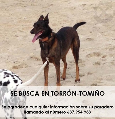 -ENCONTRADO- SE BUSCA PERRO PERDIDO EN ZONA DE TORRN-TOMIO