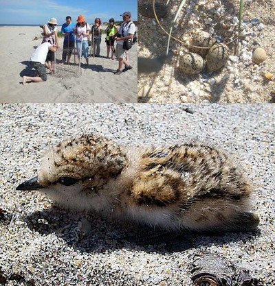 ANABAM INCIA XXV TEMPADA DO PROXECTO PLLARA-BORRELHO