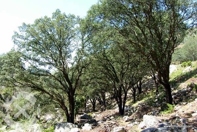 MEDIO AMBIENTE CONVOCA AS AXUDAS PARA A PROTECCIN DAS RBORES E FORMACINS SENLLEIRAS DE GALICIA PARA O ANO 2015