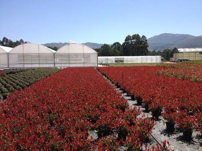 COMUNICADO OFICIAL  DA EMPRESA VIVEIROS RIO TOLLO, S.L. RESPECTO S COMENTARIOS QUE CIRCULAN NAS REDES SOCIAIS