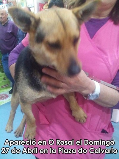 SE BUSCA A LOS DUEOS DE UN PERRO ENCONTRADO EN O ROSAL EL PASADO DOMINGO