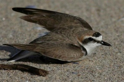 CMARA DE CAMINHA PROMOVE AO DE SENSIBILIZAO SOBRE O BORRELHO DE COLEIRA INTERROMPIDA