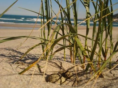  AS VAI O PROXECTO BORRELHO  EN PORTUGAL
