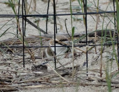  PRIMEIRO NIO DE PLLARA PROTEXIDO EN CAMPOSANCOS