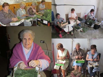 TODO PREPARADO PARA AS ALFOMBRAS FLORAIS A GUARDA - 2015