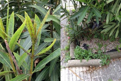 CCD DE A GUARDA SOLICITA AL REGIDOR GUARDS EL ARREGLO Y  MANTENIMIENTO DE ESPACIOS PBLICOS