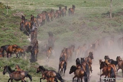 Este domingo celbrase na Valga-Loureza o segundo curro da tempada o -Curro das moscas-
