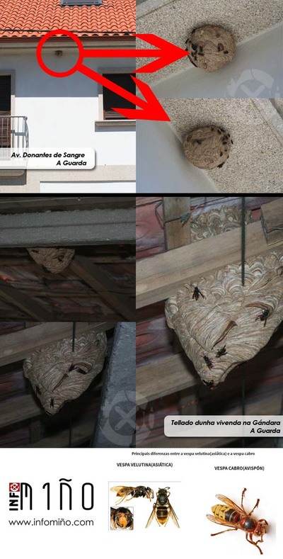 A CONCELLERA DE MEDIO AMBIENTE DA GUARDA AVISA  CONSELLERA DA EXISTENCIA DE TRES ENXAMES DE AVESPAS EN DOMICILIOS PARTICULARES DA LOCALIDADE
