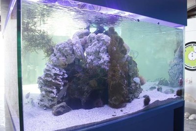 O MUSEO DO MAR DA GUARDA LUCE O NOVO ACUARIO CON CAPACIDADE DE 800 LITROS