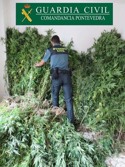LA GUARDIA CIVIL DESMANTELA LA MAYOR PLANTACIN DE MARIHUANA EN EL SUR DE PONTEVEDRA